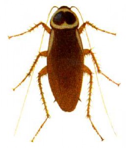 Aussie roach
