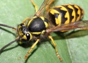 waspspic