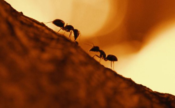 ants (1)