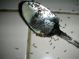 ants-spoon (1)