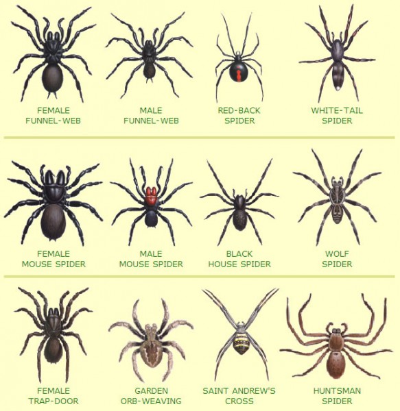 australian-spiders