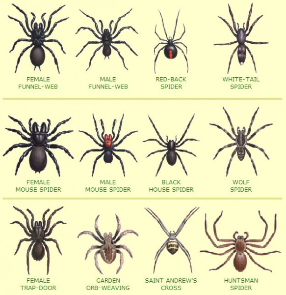 6 Common Australian House Spiders