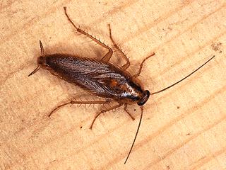 germroach