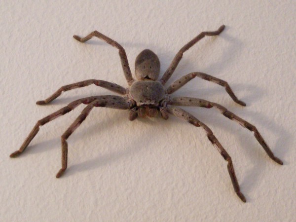 hntsmanspider