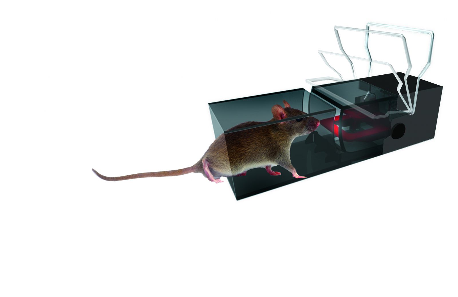 The Best Tips for Setting Up a Humane Mouse Trap in Your Home