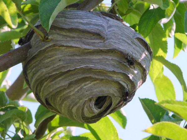 papernestwasps