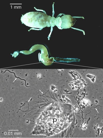 termite-gut-protozoa