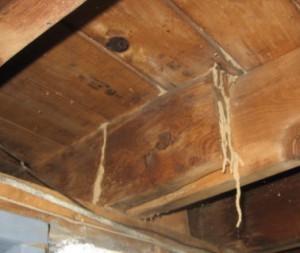 termite-inspection