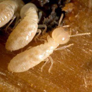 termites