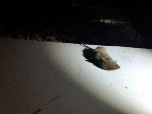 Dead mouse found in a roof
