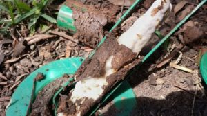 White ants (termites) chewing on the waxy rod.