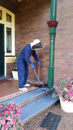 Bee Removal Front of House 4 small