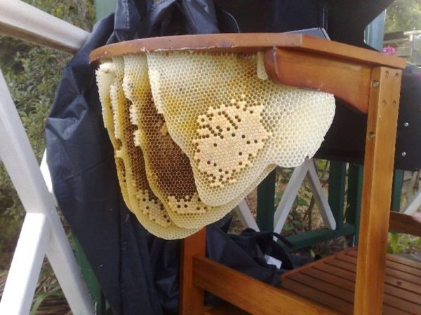 Other Close-up of Honey Comb