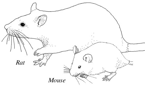 RatMouse