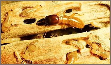 Termite-Ant-Control