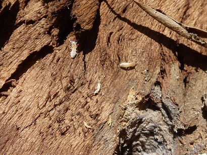 Termites on tree