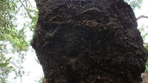 Termites on tree nest