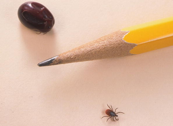 Close Up Of An Engorged Nymph And An Engorged Adult Tick Is Compared June 15 2001 To A