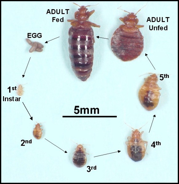 bed_bugs_factsheet