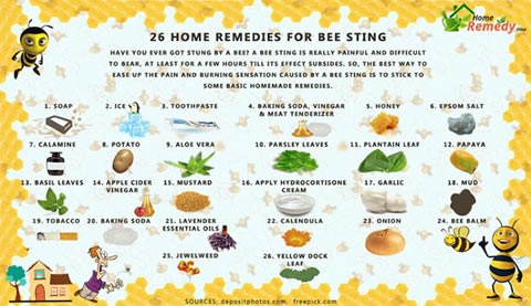 bee-sting-remedies-tip