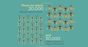 bees-and-wasps-1