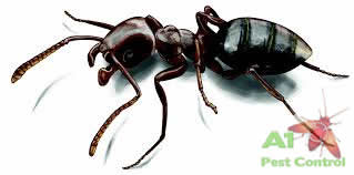 black house ant with logo