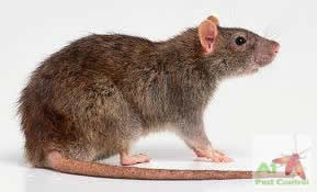 brown rat with logo