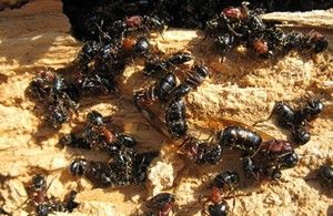 carpenter-ants-small