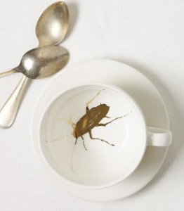 cockroach-cup