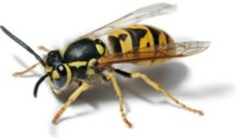 european-wasp