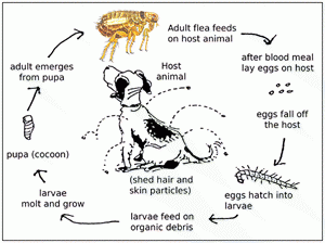 flea-life-cycle-small