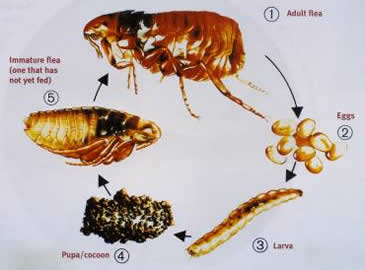 Australian Flea Life Cycle 
