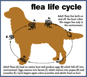 flea_life_cycle-on-dog