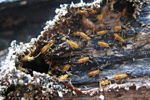 Nasute termites in wall cavity