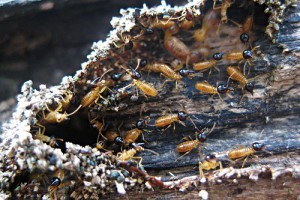 Nasute termites in wall cavity