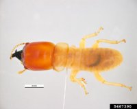 neotermes-insularis-termite-small
