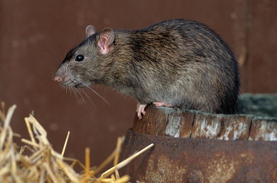 norway-rat