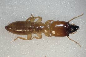 porotermes-adamsoni-termite