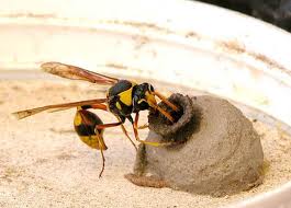 potter-wasp