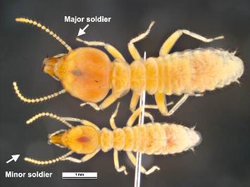 schedorhinotermes-intermedius