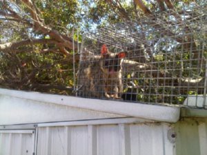 small-possum