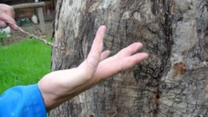 termite-finger-small