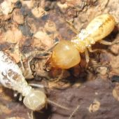 termite-picture