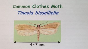 Common Clothes Moth Tineola bisselliella dimensions