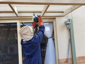 Bee control Castle Hill