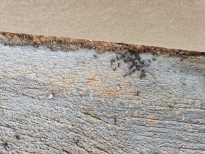 Ants Kellyville