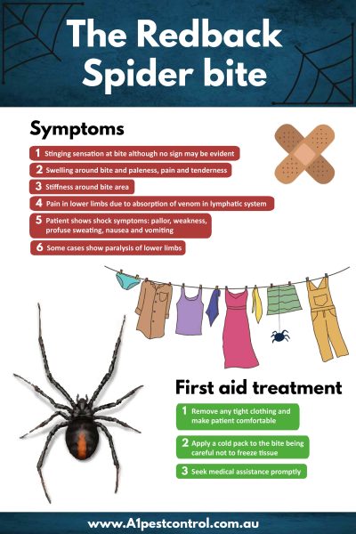 Redback Spider Bite Symptoms