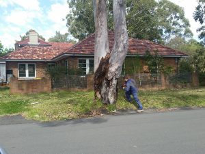 Wahroonga Termite Treatment of Tree