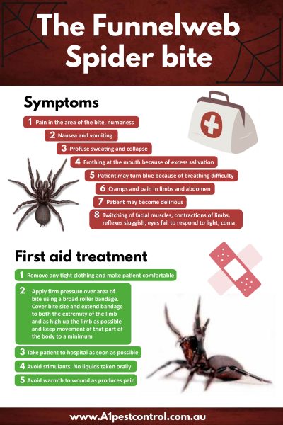 Redback Spider Bite Symptoms