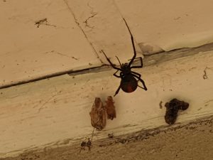 spiders in Kenthurst